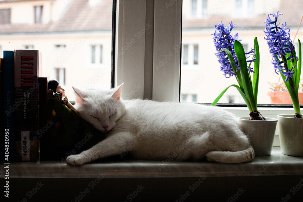 Biały kot śpiący na parapecie - obrazy, fototapety, plakaty 