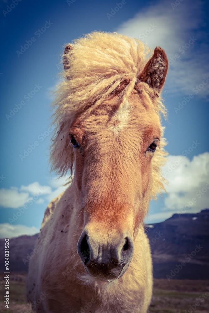 Close-up Portrait Of Horse Against Sky - obrazy, fototapety, plakaty 