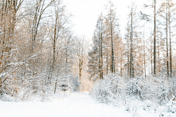  winter forest in the snow