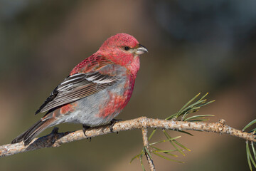 Wall Mural - Haakbek, Pine Grosbeak, Pinicola enucleator