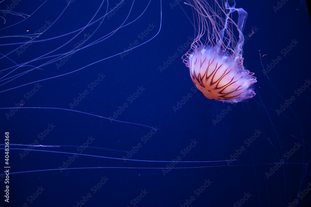 Pływające meduzy - obrazy, fototapety, plakaty 