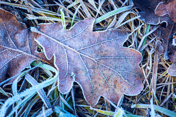 Wall Mural - Oak leaf and green grass in hoarfost