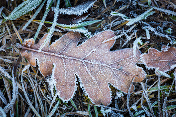 Wall Mural - Frozen dry oak leaf