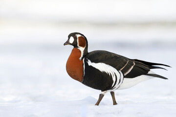 Wall Mural - Roodhalsgans, Red-breasted Goose, Branta ruficollis