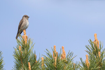 Siberian Flycatcher, Muscicapa sibirica