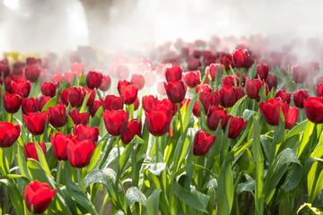 Wall Mural - beautiful tulip in the garden, thailand.