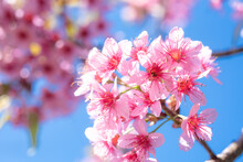 Pink Cherry Tree Blossom Flowers Blooming In Spring, Easter Time Against A Natural Sunny Blurred Garden Banner Background Of Blue, Yellow And White Bokeh. 