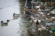 Flock Of Ducks In Polluted Water Near The Shore