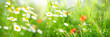 Fresh green spring meadow with white daisy flowers on sunny day. Horizontal blurred background with short depht of field.