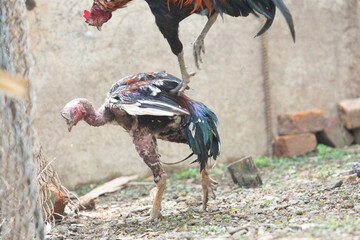 Pictures of 2 chickens fighting each other