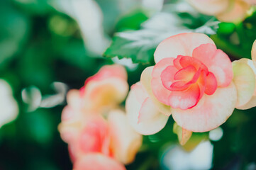 Red and pink begonia flowers texture full blooming in flower garden for background and wallpaper