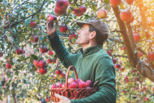 A Man Harvesting Apples In The Orchard. The Man Holding A Basket With Red Organic Apples