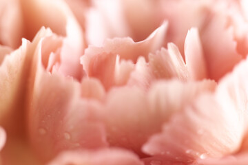 Canvas Print - Abstract Floral pastel background. Soft focus, macro. Close up of coral carnation flower with water drops.