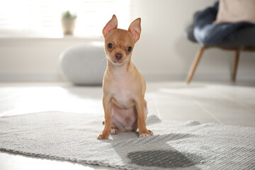 Wall Mural - Cute Chihuahua puppy near wet spot on rug indoors