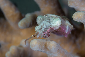 Juvenile cuttfle fish hunting on coral reef - Sepia papuensis