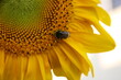 słonecznik, kwiat. zdrowie, pszczoła, zapylić, żółty, polny, ogród, uprawa, lato, słońce, miód, roślina, płatki, nasiona