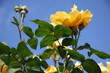 róża, żółta, wielkokwiatowa, bukiet, walentynki, urodziny, imieniny, dla kobiety, zapach, miłość, ogród, natura, roślina, przyroda, lato, słońce, uprawa, klomb, rabata, 