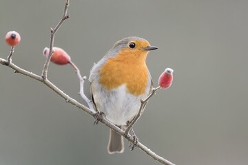 Wall Mural - Fine art portrait of Robin on twig (Erithacus rubecula)