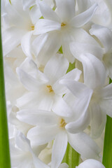 Wall Mural - White hyacinth flowers as a background. .Spring flowers, macro. Blooming hyacinths is a symbol of early spring.