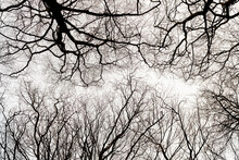 Looking Up At Spooky Bare Tree Branches In Winter
