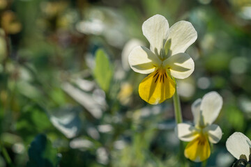 Wall Mural - Field Pansy  (Viola arvensis ) close-up. Place for text.