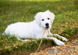 English Cream Golden Retriever Puppy with a Stick