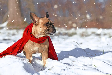 Wall Mural - French Bulldog dog wearing warm red winter scarf standing in snow in winter