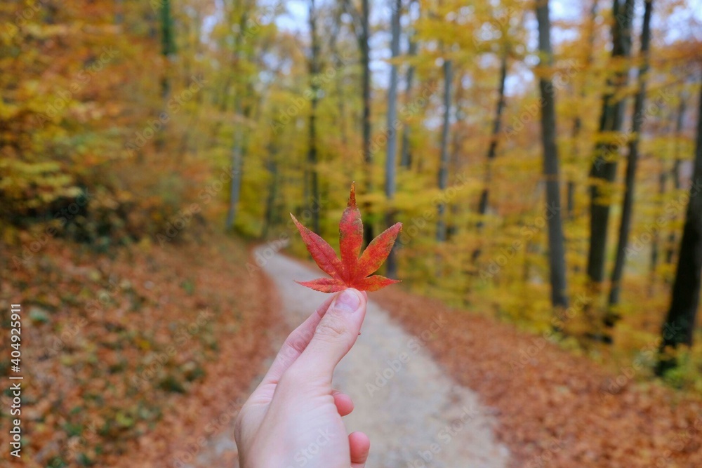 Cropped Hand Holding Maple Leaf In Forest During Autumn - obrazy, fototapety, plakaty 
