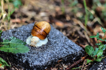 O snail. Climb Mount Fuji But slowly, slowly!