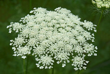 Wild Carrot (Daucus Carota). Called Bird's Nest, Bishop's Lace And Queen Anne's Lace Also