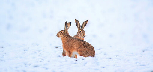 Very nice hare sitting on a snowy meadow.