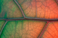 Red And Green Abstract Backlit Leaf Texture Imitating Veins Of Human Hearth Pumping Blood. 