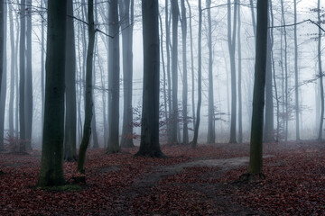 Canvas Print - Foggy day in autumn forest