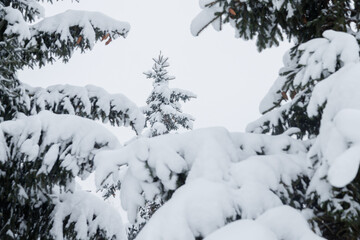 Snowy fir trees and branches in winter forest