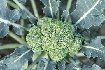 Close-up detail top above view of blooming fresh organic green broccoli plant growing on soil in flower garden bed at home yard. Homegrown heirloom healthy nutrition diet food concept