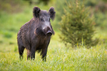 Wall Mural - wild boar, sus scrofa, standing on fresh grass in springtime nature. mammal with black long fur obse