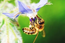 Close-up Of Bee On Purple Flower