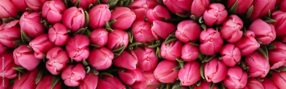 Fresh beautiful tulips as background. Horizontal banner design - obrazy, fototapety, plakaty 