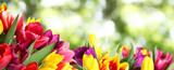 Fototapeta Tulipany - Beautiful bright spring tulips on blurred green background, banner design
