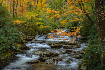 Wall Mural - Branch of Orange Leaves Over Rhododendron Lined Creek