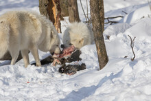 Arctic Wolves Feeding In Winter