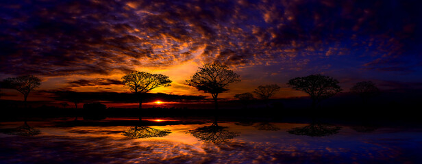 Wall Mural - panorama silhouette tree in africa with sunset.tree silhouetted against a setting sun reflection on 