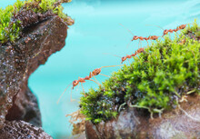 Red Ants In Play In Green Moss