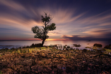 Wall Mural - lonely tree on the beach