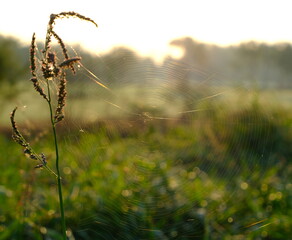 spider on the web