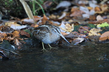 Wall Mural - Solitary Snipe (Gallinago solitaria) in Japan