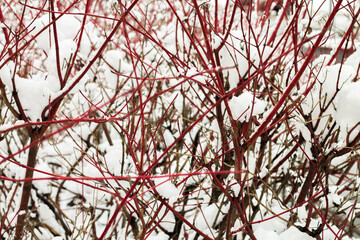 red bush branches in white snow. unusual tree cornus alba