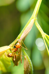 Wall Mural - Red ants perched on a branch