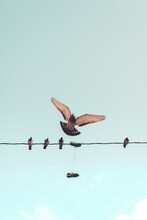 Bird Flying Near Birds On Electricity Wire