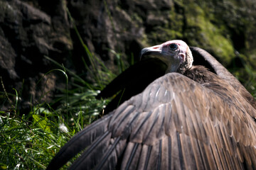 Poster - Necrosyrtes monachus - Capuchin vulture behind the ground in the grass.